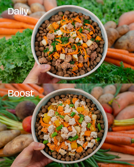 Two bowls pet food topped with fresh meat and vegetables surrounded by fresh vegetables.