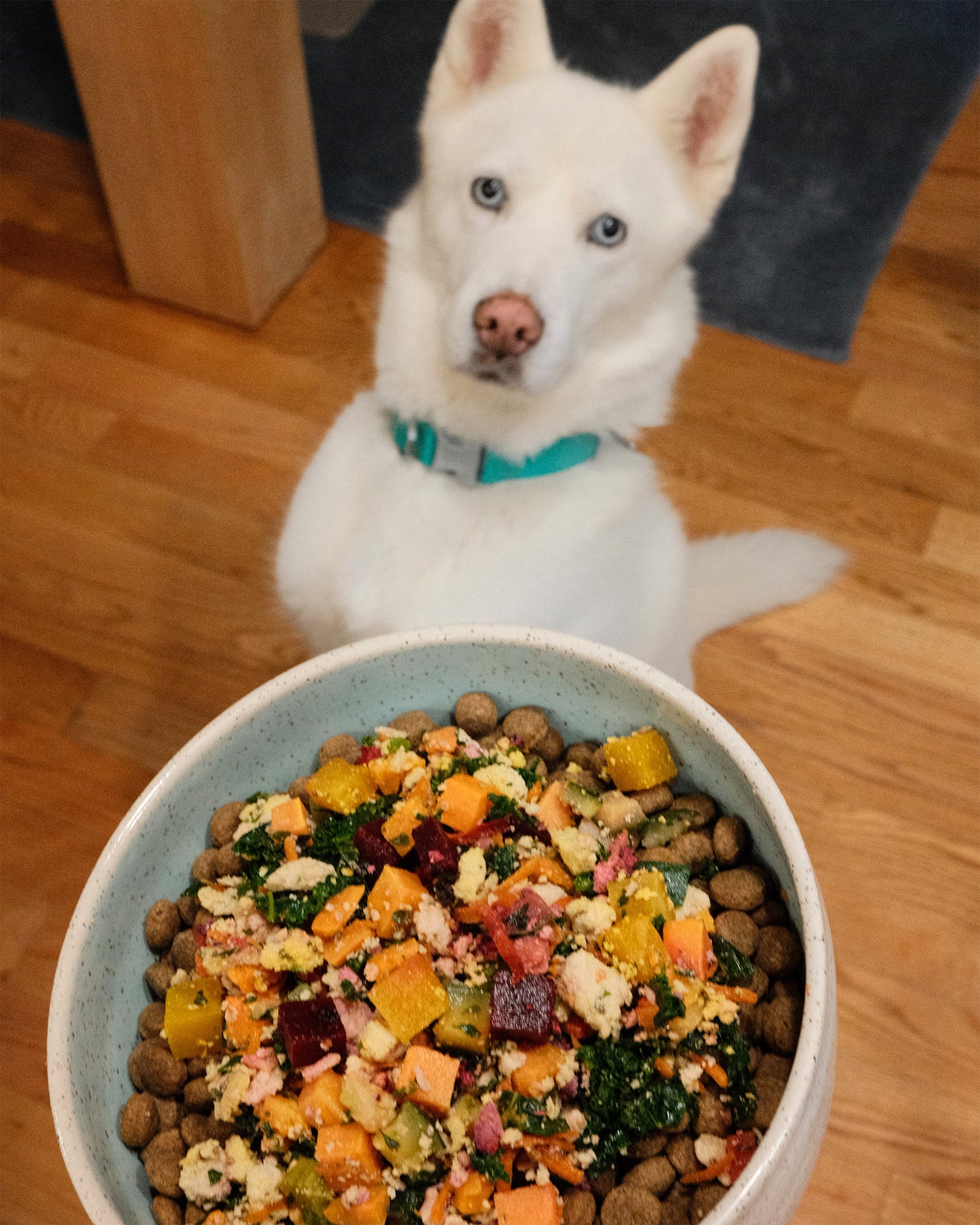 White dog with a bowl of colorful pet food with fresh dog toppers on kibble on a wooden floor