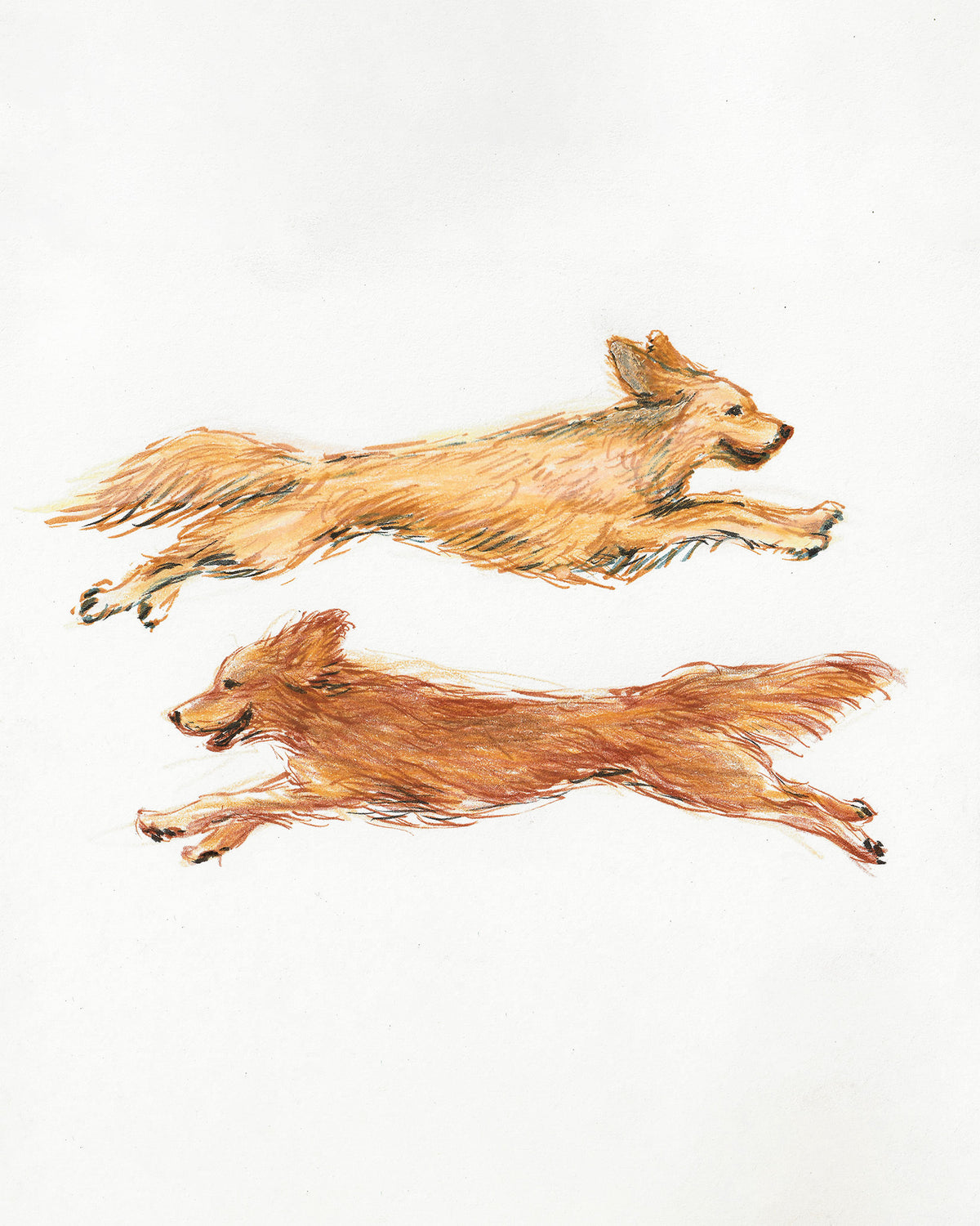 Custom Pet Portrait - Ink & Colored Pencil