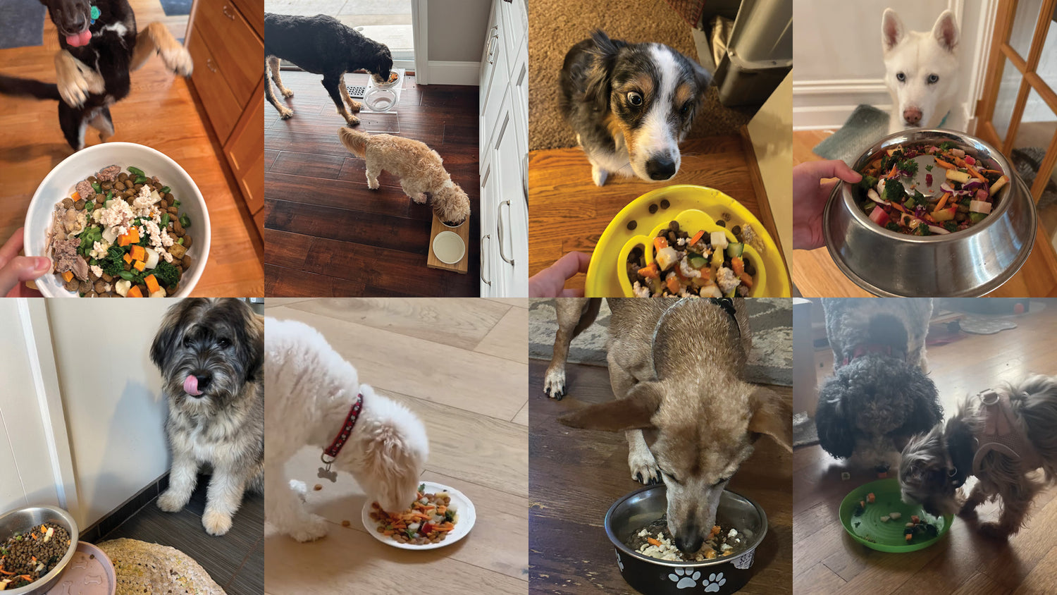 Collage of dogs eating fresh dog food toppers from various bowls in different settings