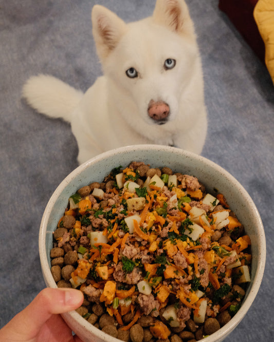 White dog with blue eyes looking at a bowl of food with fresh toppers on a blue carpet