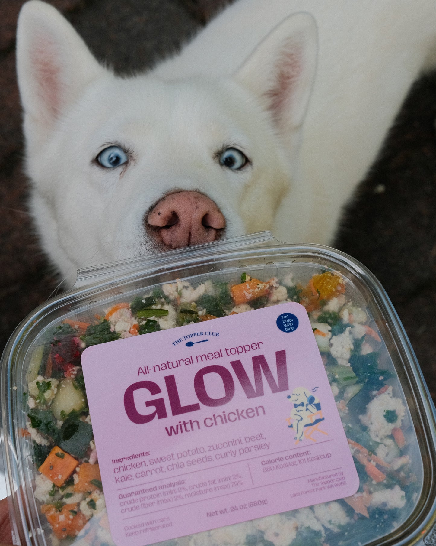 White dog with blue eyes looking at a container of 'GLOW' dog meal topper with chicken