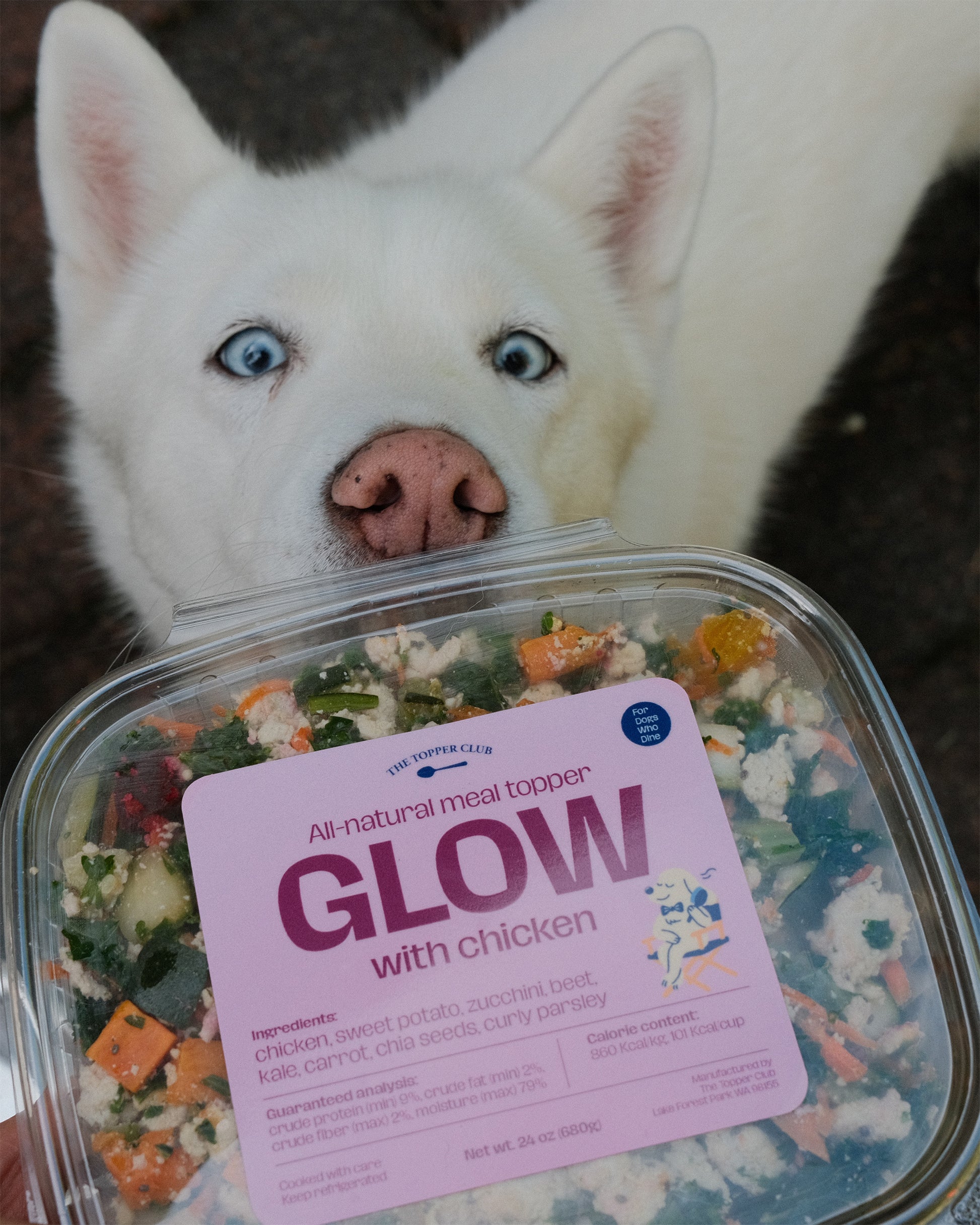 White dog with blue eyes looking at a container of 'GLOW' dog meal topper with chicken